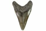Juvenile Megalodon Tooth - Georgia #83700-1